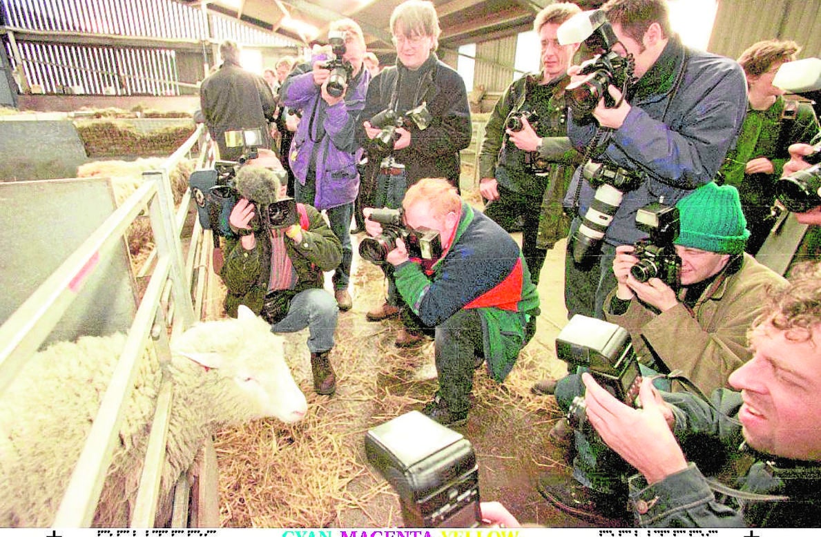 La oveja Dolly rodeada de fotógrafos, en el instituto Roslin, en febrero de 1997