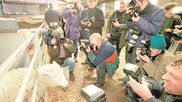 La oveja Dolly rodeada de fotógrafos, en el instituto Roslin, en febrero de 1997