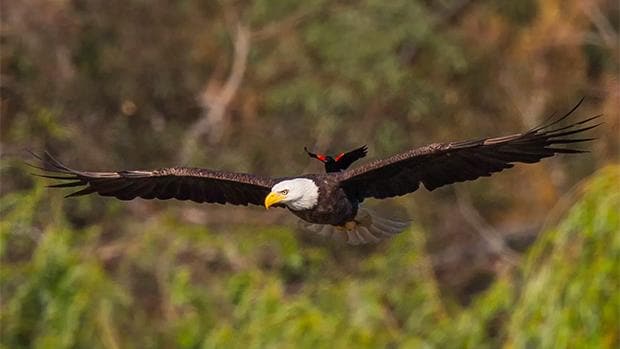 El osado mirlo que se atrevió a cabalgar sobre un águila