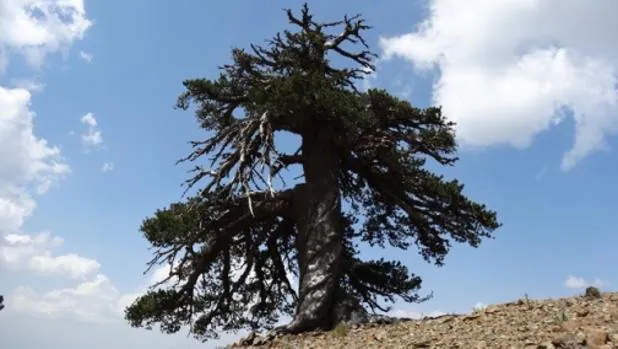 El antiguo pino «Adonis», de 1.075 años de antigüedad