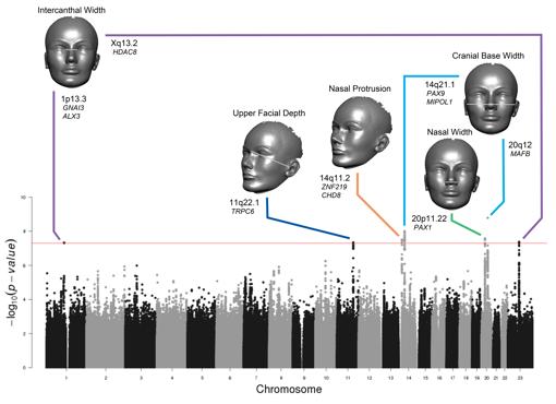 Relación entre variantes genéticas y rasgos faciales