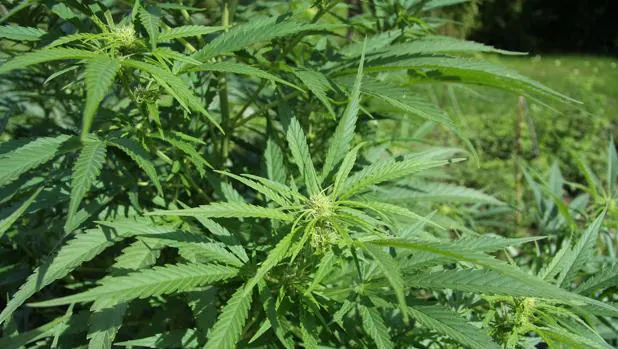 Planta de Cannabis sativa. Contiene THC, una sustancia psicoactiva