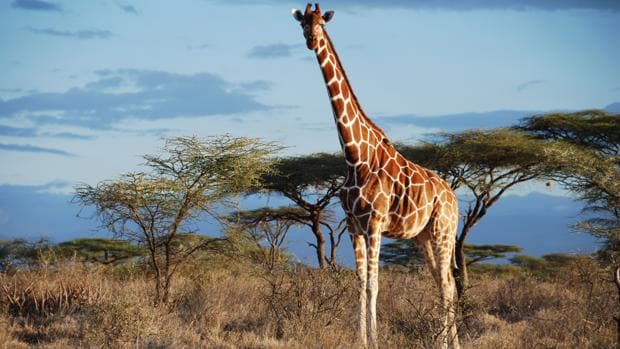 Una jirafa reticulada en Kenia
