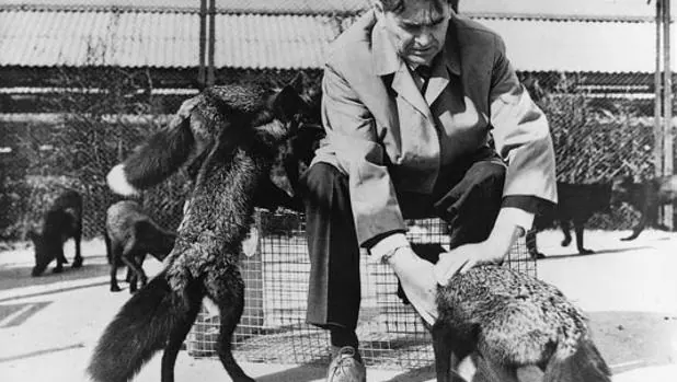 El genetista Dmitry K. Belyaev, con sus zorros domesticados en una imagen de archivo
