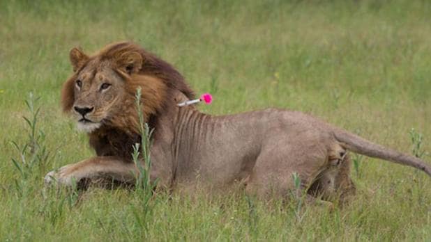 Una de las leonas con melena estudiadas por los investigadores