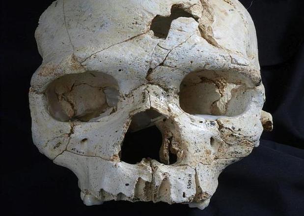 Cráneo 17 de la Sima de los Huesos, prueba de uno de los primeros casos de asesinato documentados de toda la Historia