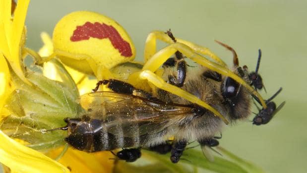 Una araña camuflada se alimenta de una abeja, mientras las moscas aprovechan el banquete. El aguijón de la abeja libera una gota de veneno para alertar a sus compañeras y pedir ayuda