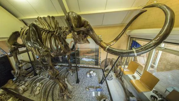 El esqueleto de un mamut lanudo de más de 50.000 años