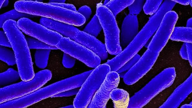 Imagen coloreada de bacterias Escherichia coli vistas al microscopio electrónico