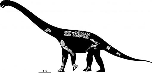 Reconstrucción del esqueleto del nuevo dinosaurio Savannasaurus elliottorum