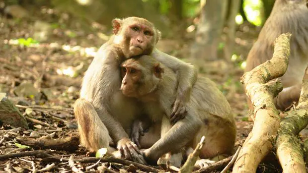 La salud de los macacos (en la imagen) depende del apoyo social que reciban, al igual que ocurre con humanos