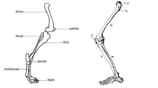 El «talón» está elevado en peros y gatos (izquierda) y posado en el suelo en humanos (derecha)