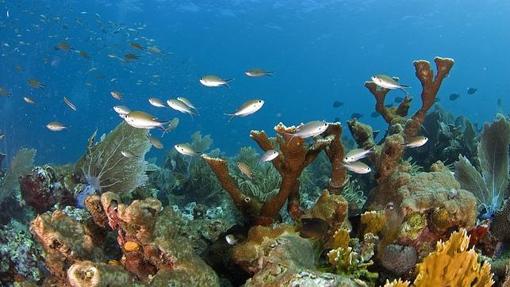 Los corales son muy sensibles a los cambios de temperatura y de acidez de los océanos, y de ellos dependen miles de especies