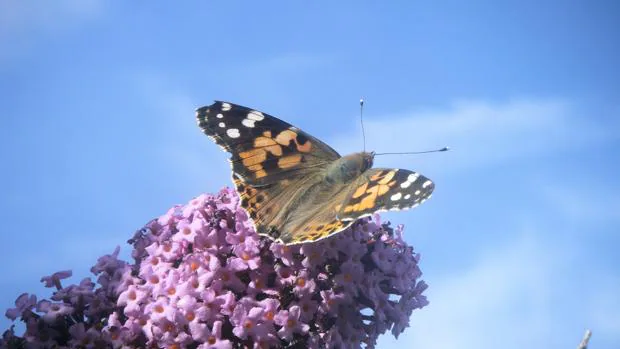 La mariposa Vanessa cardui, uno de los insectos protagonistas de las migraciones entre África y el norte de Europa