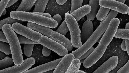 Bacterias E. coli, un habitante típico de la flora intestinal