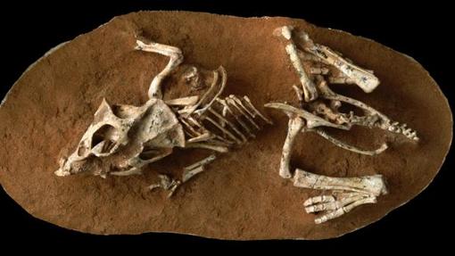 Una cría de Protoceratops andrewsi, hallada en el desierto de Gobi, en Mongolia