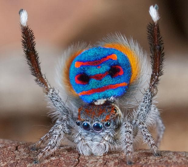 Araña pavo real en su danza de cortejo