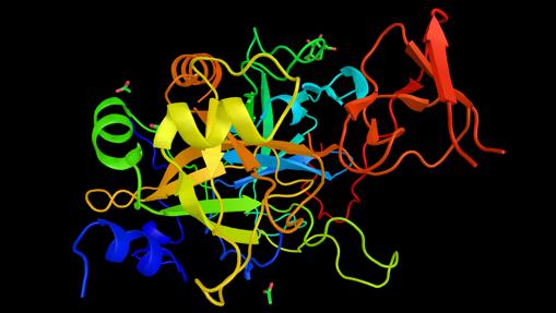 Estructura de la hirudina, un potente anticoagulante