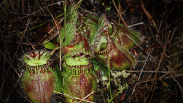 Cephalotus follicularis, planta de jarra de Australia