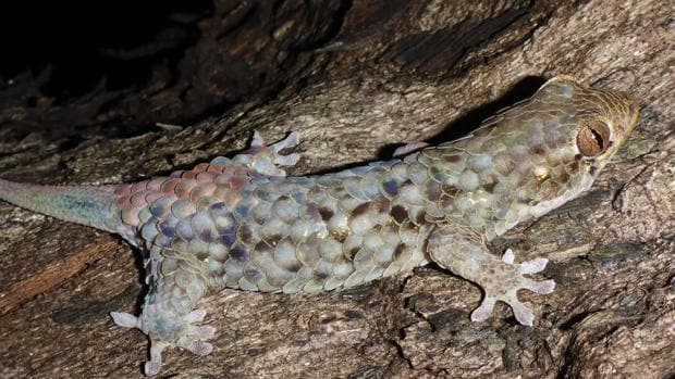 La nueva especie, Geckolepis megalepis, es la que tiene las mayores escamas entre los de su grupo