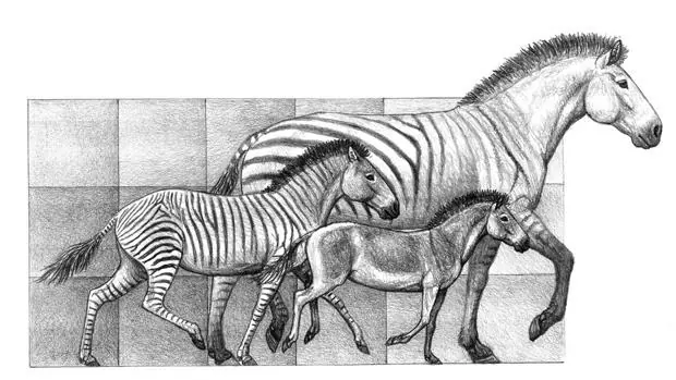 Tres especies del género ‘Hipparion’, que convivieron en la Península Ibérica hace entre 9 y 5 millones de años, un buen ejemplo de la variabilidad de tamaño en el linaje de los caballos