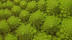 Romanesco, un híbrido entre brócoli y coliflor, caracterizado por sus patrones fractales