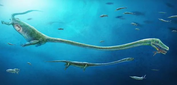 Recreación del Dinocephalosaurus que muestra la posición aproximada de la embrión dentro de la madre