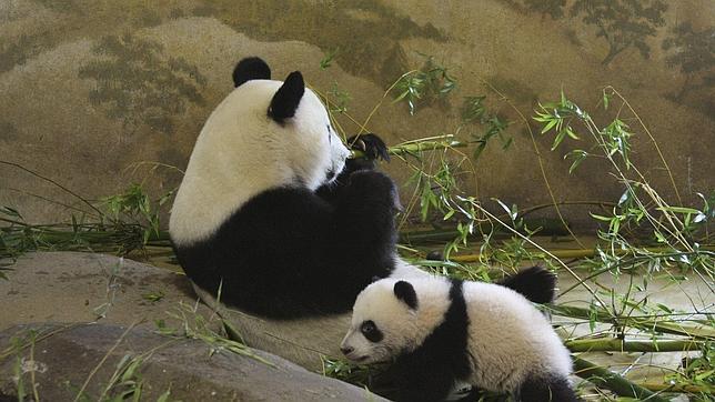 Averiguan por qué los pandas son blancos y negros