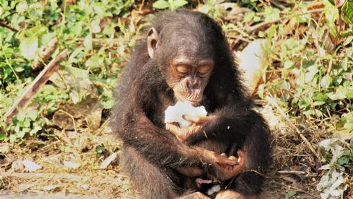 Un chimpancé come fruta
