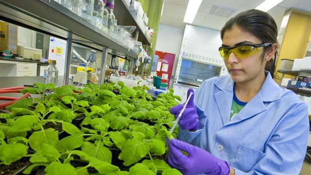 Una técnico manipula una planta del tabaco en el Joint BioEnergy Institute en California