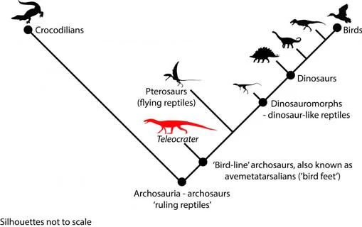 Relaciones taxonómicas de la especie Teleocrater rhadinus