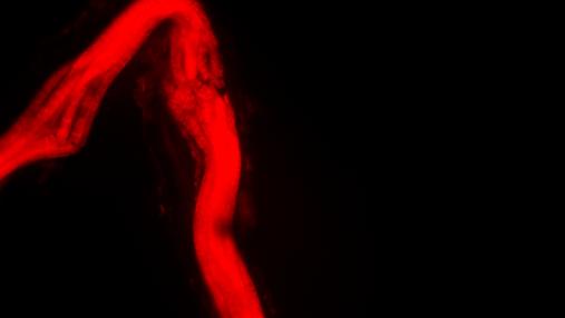 Un filamento de Thiolava veneris marcado por fluorescencia