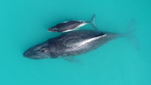 Cría y madre nadan en el golfo de Exmouth