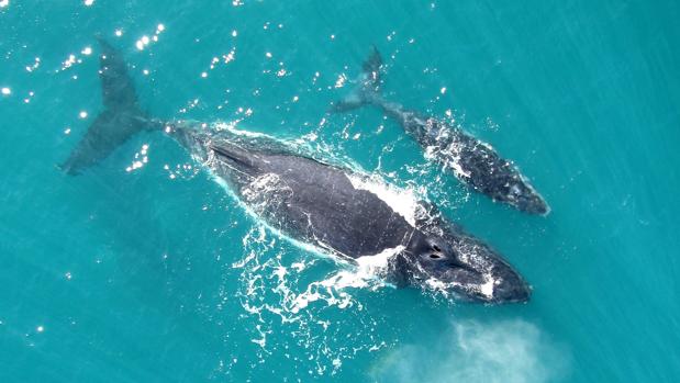 Una pareja formada por una madre y su cría en el golfo de Exmouth, en Australia