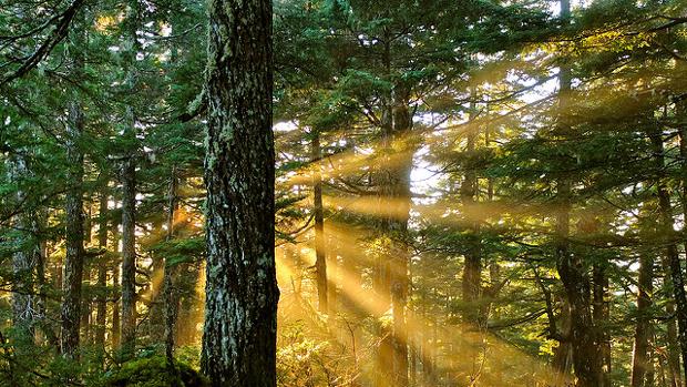 La luz está determinada por la energíay la entropía