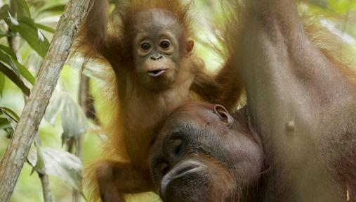 Una mamá orangután y su cría de 11 meses