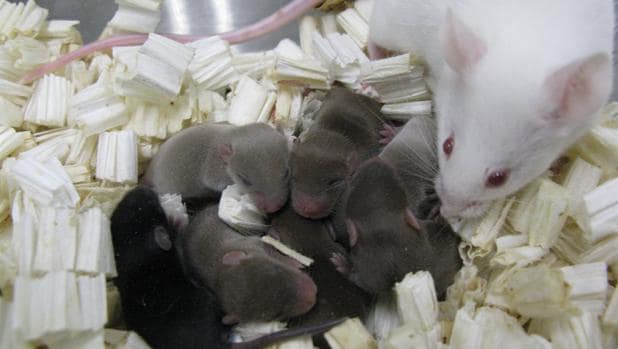Crías de ratón nacidas del esperma conservado en el espacio