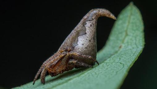 La araña con sombrero de mago