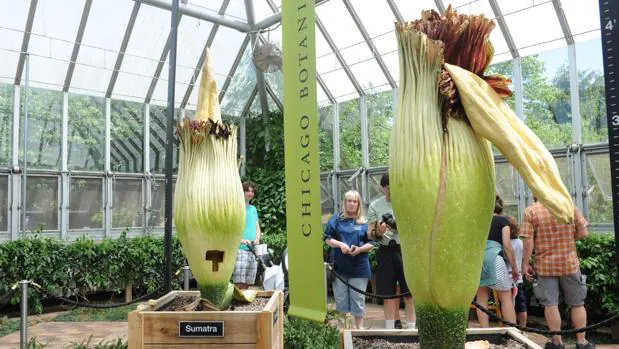 Los visitantes observan las dos flores cadáver en el Jardín Botánico de Chicago