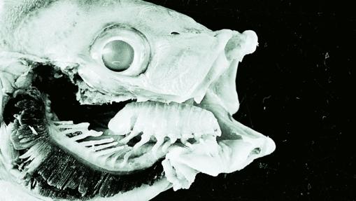 El Cymothoa exigua, ocupando el lugar de la lengua