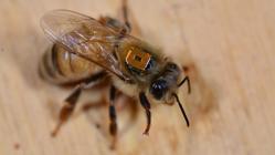 Una abeja lleva un identificador por radiofrecuencia para seguir sus pasos