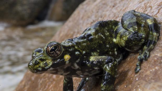 El 88% de las especies de ranas modernas provienen de tres linajes que sobrevivieron al meteorito que acabó con los dinosaurios