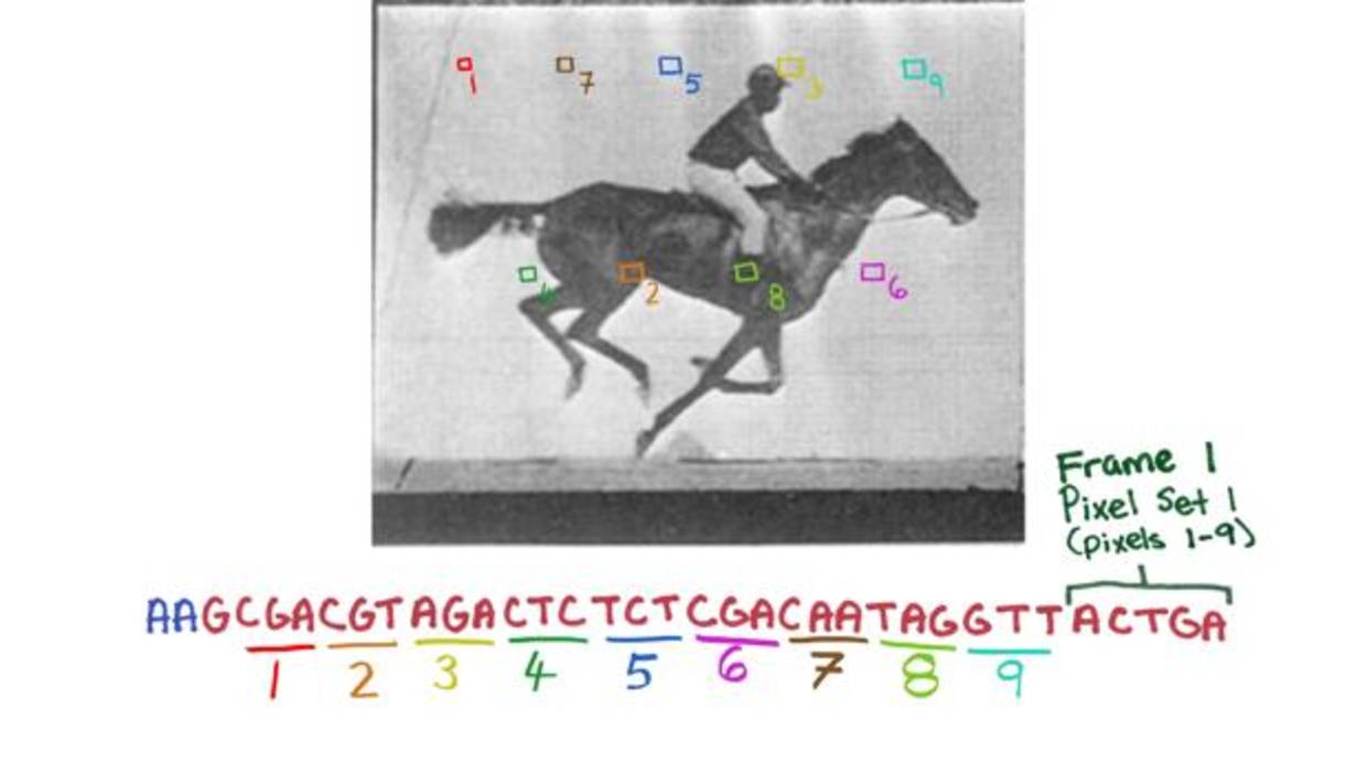 «El caballo en movimiento», el corto introducido en el ADN de una bacteria