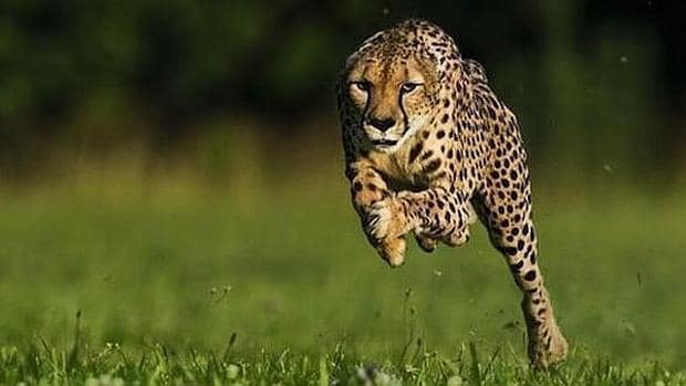 Un guepardo, el animal terrestre más rápido del planeta