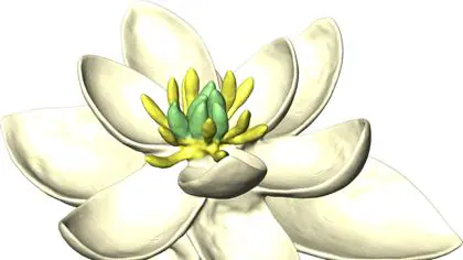 Posible aspecto de la primera flor. Tenía tépalos y órganos reproductivos masculinos y femeninos