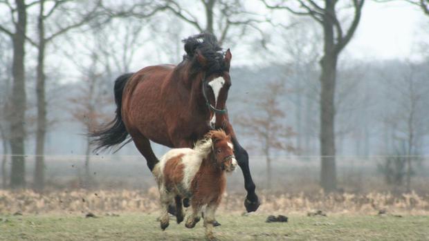 ¿Por qué los caballos son los únicos animales que solo tienen un dedo?