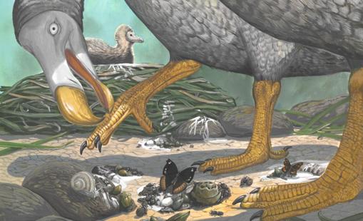 Desvelada la vida secreta de los dodos, los «pájaros bobos»