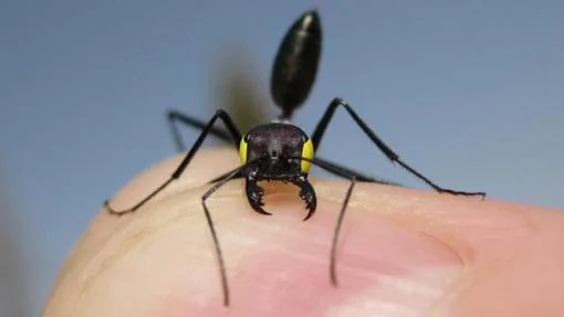 Una de las hormigas, con los ojos «vendados» (en amarillo), para participar en los experimentos