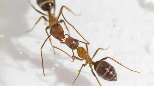 Hormigas carpinteras de Florida ( Camponotus floridanus ) intercambiando fluido boca a boca