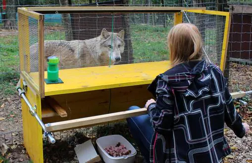 Michelle Lampe trabaja con un lobo